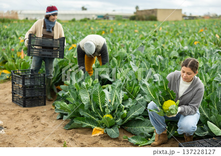 Young woman farmer harvesting broccoli with team in field Young woman farmer harvesting broccoli with team in field 137228127