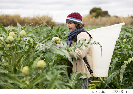 Adult man collecting artichokes in a container Adult man collecting artichokes in a container 137228153