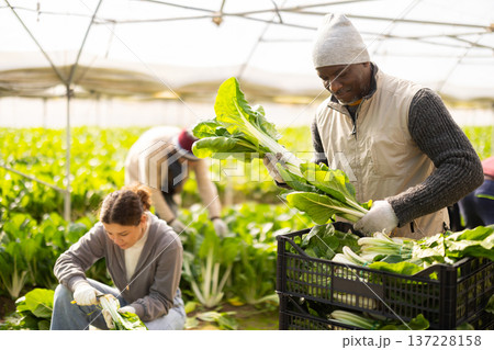 Male farmer harvests chard along with other workers Male farmer harvests chard along with other workers 137228158
