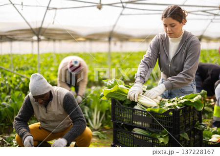 Young woman harvesting chard with agricultural team in greenhouse 137228167