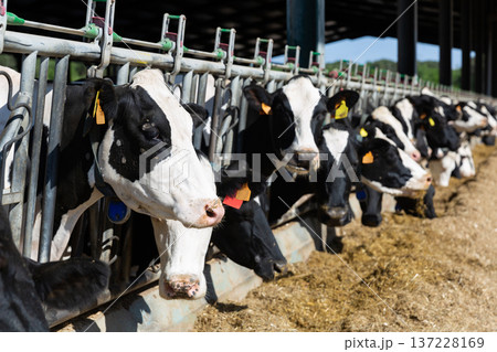View of a livestock farm with cows in stalls 137228169