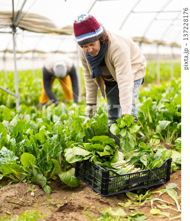 Hired Caucasian man worker with team in greenhouse harvesting chard Hired Caucasian man worker with team in greenhouse harvesting chard 137228176