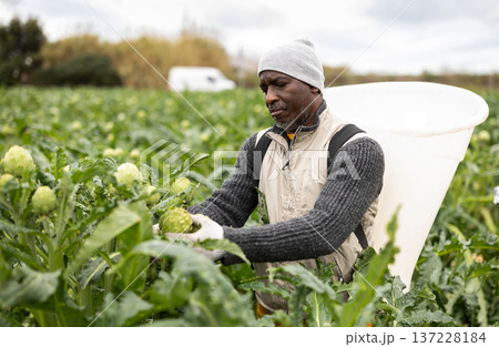 Adult man harvesting artichokes in field Adult man harvesting artichokes in field 137228184
