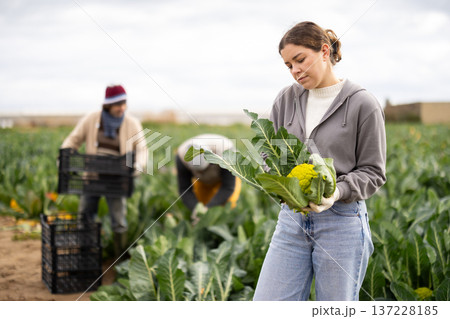 Laborer girl with team works in fields, harvesting broccoli Laborer girl with team works in fields, harvesting broccoli 137228185