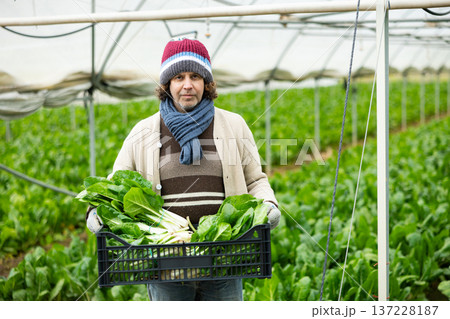 adult man harvests chard in a greenhouse adult man harvests chard in a greenhouse 137228187