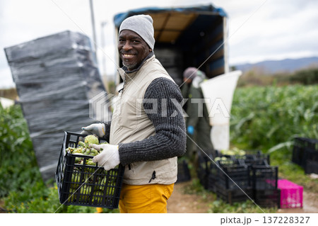 African man collects artichokes in a box with a car in the background African man collects artichokes in a box with a car in the background 137228327