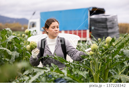 Female worker picks ripe artichokes in farmer field Female worker picks ripe artichokes in farmer field 137228342