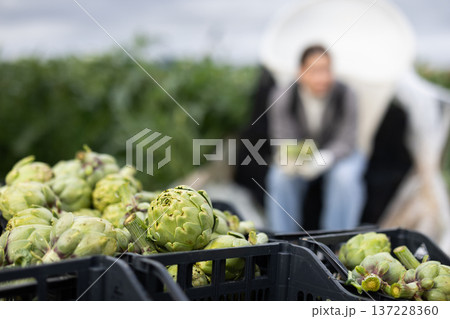 Plastic box filled with freshly picked artichoke stands on field plantation Plastic box filled with freshly picked artichoke stands on field plantation 137228360