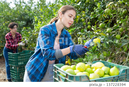 Portrait of professional young female gardener picking ripe lemons in cultivating spring season. Ripe lemons hanging on tree. 137228394