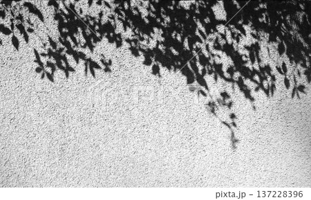 白い壁に映る木の葉の影、シルエット 137228396