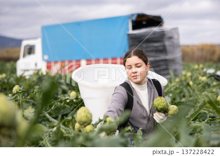 woman collects artichokes in a container against the background of a truck woman collects artichokes in a container against the background of a truck 137228422