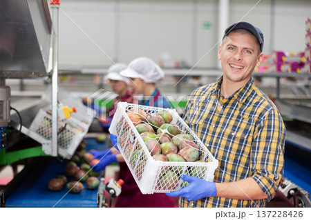 Cheerful worker carrying box with selected mangoes in fruit warehouse Cheerful worker carrying box with selected mangoes in fruit warehouse 137228426