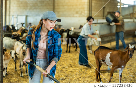 Woman cleaning in a goat pen at livestock farm Woman cleaning in a goat pen at livestock farm 137228436