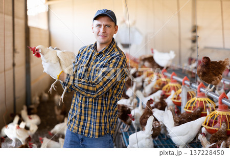 Interested poultry farm owner inspecting laying hens in coop 137228450