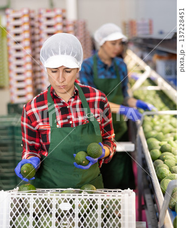Hispanic woman sorting and packing Hass avocados on conveyor line 137228451