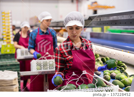 Hispanic woman sorting and packing Hass avocados on conveyor line Hispanic woman sorting and packing Hass avocados on conveyor line 137228452