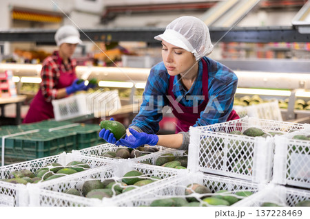 Female warehouse worker checking avocados in boxes before storage Female warehouse worker checking avocados in boxes before storage 137228469