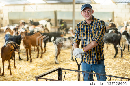 Portrait of focused busy Latin female employee working with hay and straw in barn on goat livestock farm 137228493