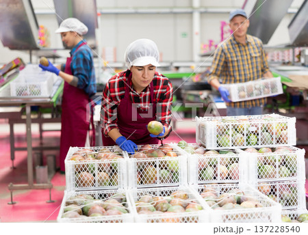 Latino woman checking boxes with mango after packaging at factory Latino woman checking boxes with mango after packaging at factory 137228540