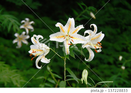 ヤマユリの花 137228833