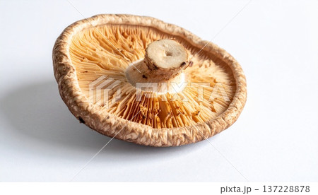 肉厚な生シイタケ一つ 137228878