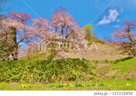 越後里山に咲く桜風景 137228958