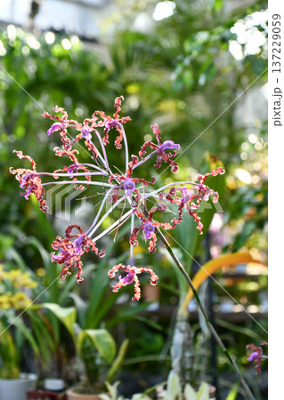 レリア「ウンドゥラタ」　Laelia 'Undulata' 137229059