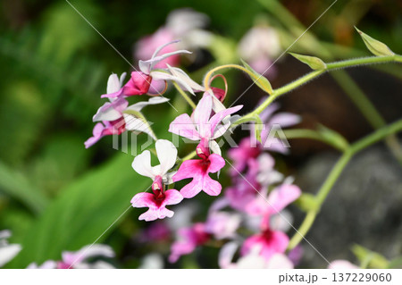 カランテ(カランセ)「バーバリアナ」 Calanthe 'Barbariana' カランテ(カランセ)「バーバリアナ」 Calanthe 'Barbariana' 137229060