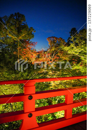 ライトアップされた京都北野天満宮の紅葉園 ライトアップされた京都北野天満宮の紅葉園 137229069