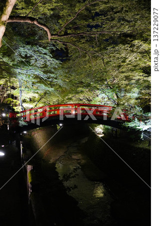 ライトアップされた京都北野天満宮の紅葉園 137229077