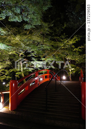 ライトアップされた京都北野天満宮の紅葉園 ライトアップされた京都北野天満宮の紅葉園 137229083