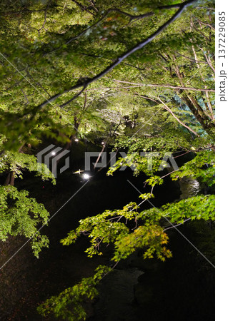 ライトアップされた京都北野天満宮の紅葉園 ライトアップされた京都北野天満宮の紅葉園 137229085