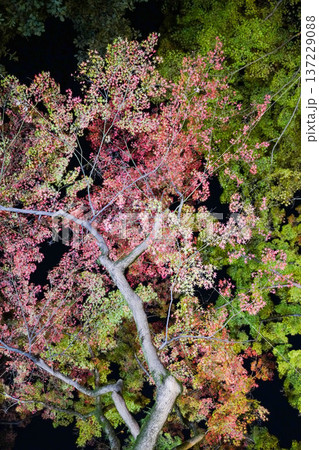 ライトアップされた京都北野天満宮の紅葉園 ライトアップされた京都北野天満宮の紅葉園 137229088