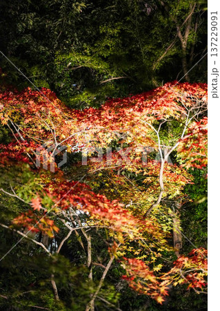 ライトアップされた京都北野天満宮の紅葉園 137229091