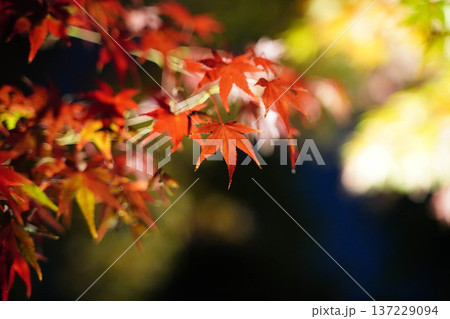 ライトアップされた京都北野天満宮の紅葉園 ライトアップされた京都北野天満宮の紅葉園 137229094