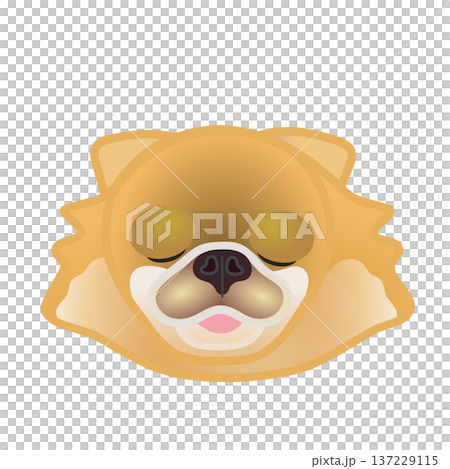 博美犬臉部插圖 博美犬臉部插圖 137229115