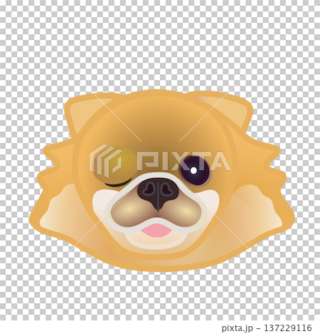 Pomeranian face illustration Pomeranian face illustration 137229116