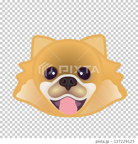 Pomeranian face illustration Pomeranian face illustration 137229125