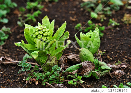 畑の端に出てきたフキノトウ（冬（二月） 137229145