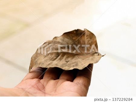 Close-Up of a Dry Brown Leaf on Light Surface 137229284