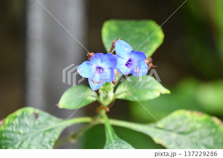 ルリハナガサ　Blue sage 137229286