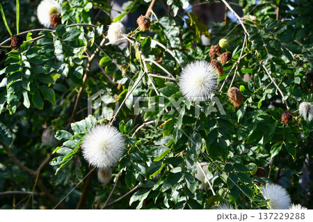 シロバナオオベニゴウガン　White powder puff 137229288