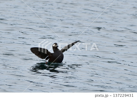 ケイマフリ 137229431
