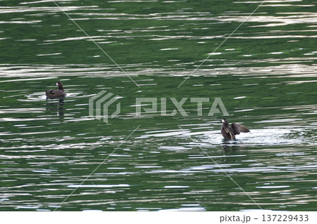 ケイマフリ ケイマフリ 137229433