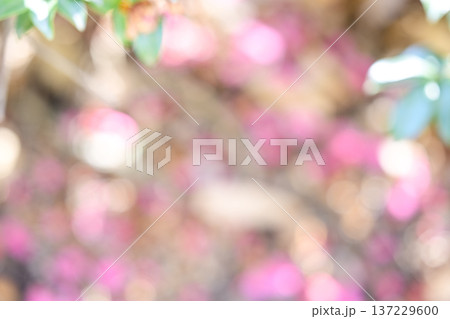 ピンク系 アウトフォーカス 春 花 植物 イメージ 137229600