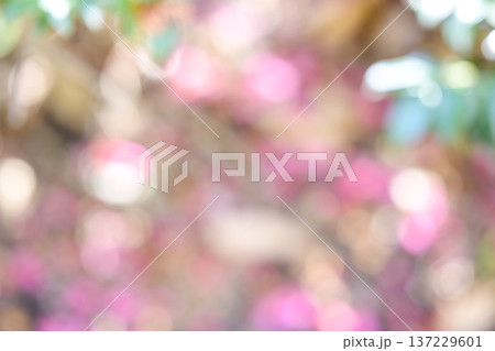ピンク系 アウトフォーカス 春 花 植物 イメージ 137229601
