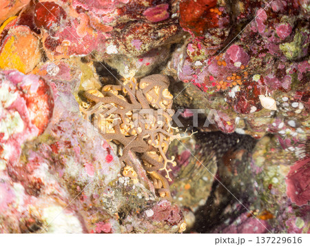 妖しく美しい大きなテヅルモヅル（ヒトデ科）。 触手がうねうね動く。伊豆半島賀茂郡南伊豆町中木ヒリゾ浜 137229616