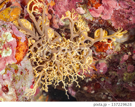 妖しく美しい大きなテヅルモヅル（ヒトデ科）。 触手がうねうね動く。伊豆半島賀茂郡南伊豆町中木ヒリゾ浜 137229628