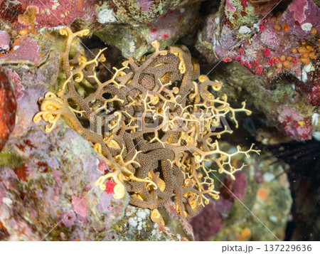 妖しく美しい大きなテヅルモヅル（ヒトデ科）。 触手がうねうね動く。伊豆半島賀茂郡南伊豆町中木ヒリゾ浜 137229636