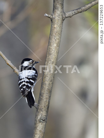 コアカゲラ コアカゲラ 137229653